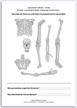 Download => Puzzle: Das menschliche Skelett (2)