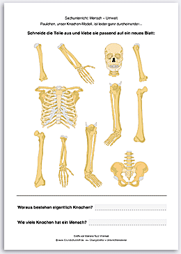 Download => Puzzle: Das menschliche Skelett (3)
