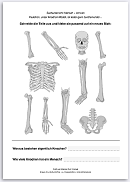 Download => Puzzle: Das menschliche Skelett (4)