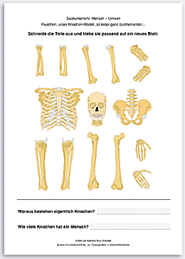 Download => Puzzle: Das menschliche Skelett (5)