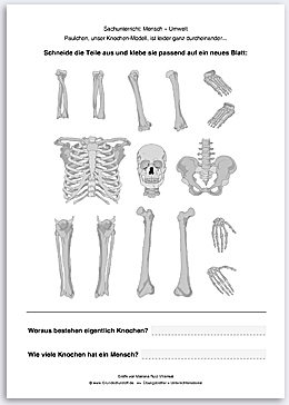Download => Puzzle: Das menschliche Skelett (6)