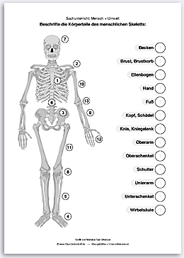 Download => Das menschliche Skelett (2)