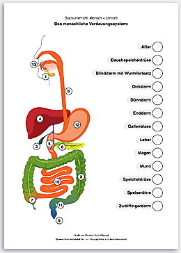 Download => Verdauungssystem des Menschen (1)