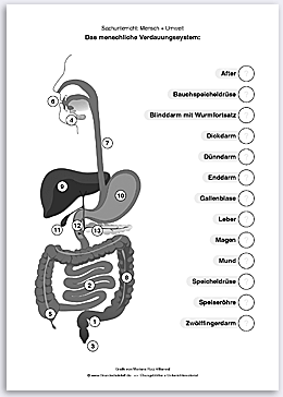 Download => Verdauungssystem des Menschen (2)