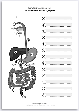 Download => Verdauungssystem des Menschen (4)