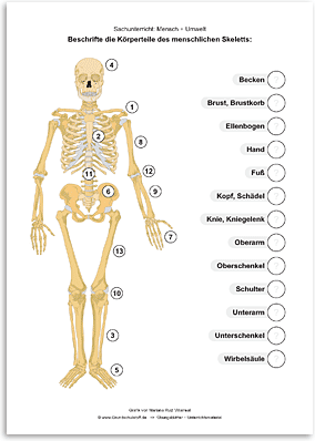Download => Das menschliche Skelett (1)