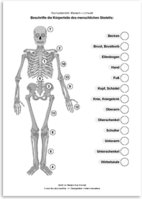 Download => Das menschliche Skelett (2)