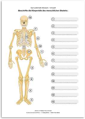 Download => Das menschliche Skelett (3)