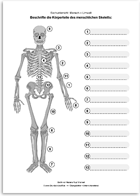 Download => Das menschliche Skelett (4)
