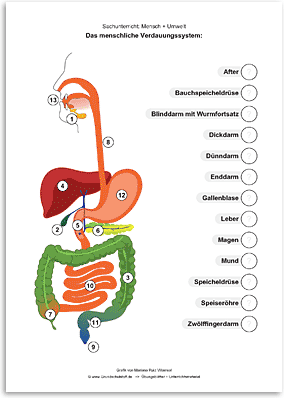 Download => Verdauungssystem des Menschen (1)