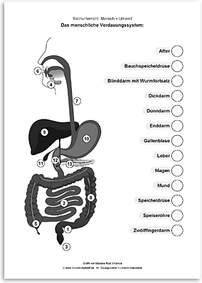 Download => Verdauungssystem des Menschen (2)