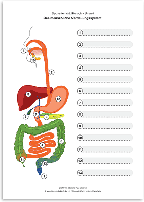 Download => Verdauungssystem des Menschen (3)