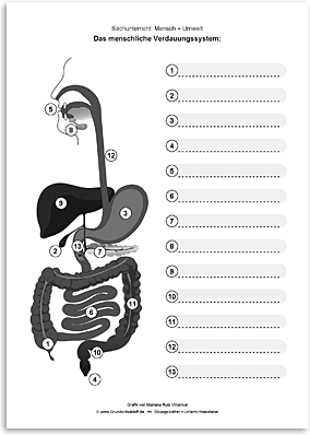 Download => Verdauungssystem des Menschen (4)